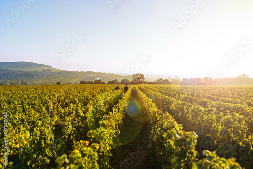 two men walking in the line of the vineyard at the sunrise during the harvest in Meursault Burgundy, France