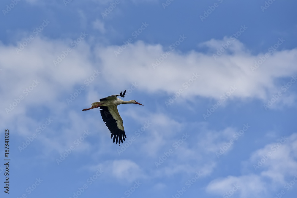 The stork flies in the sky