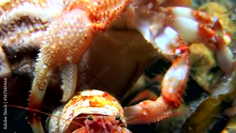 Cancer hermit underwater in search of food on seabed of White Sea Russia. Unique dramaturgy pic macro video close up. Predators of marine life on background of pure clear clean water stones. Cancer hermit underwater in search of food on seabed of White Sea Russia. Unique dramaturgy pic macro video close up. Predators of marine life on background of pure clear clean water stones.