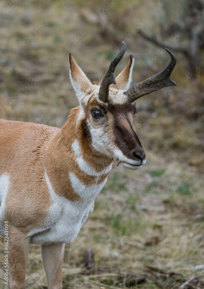 Pronghorn in Lamar Valley