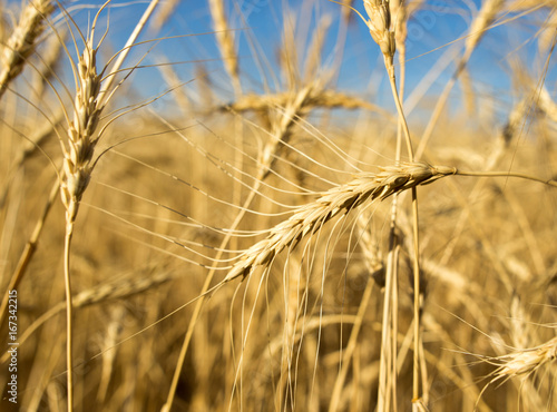 Yellow ears of wheat against the blue sky