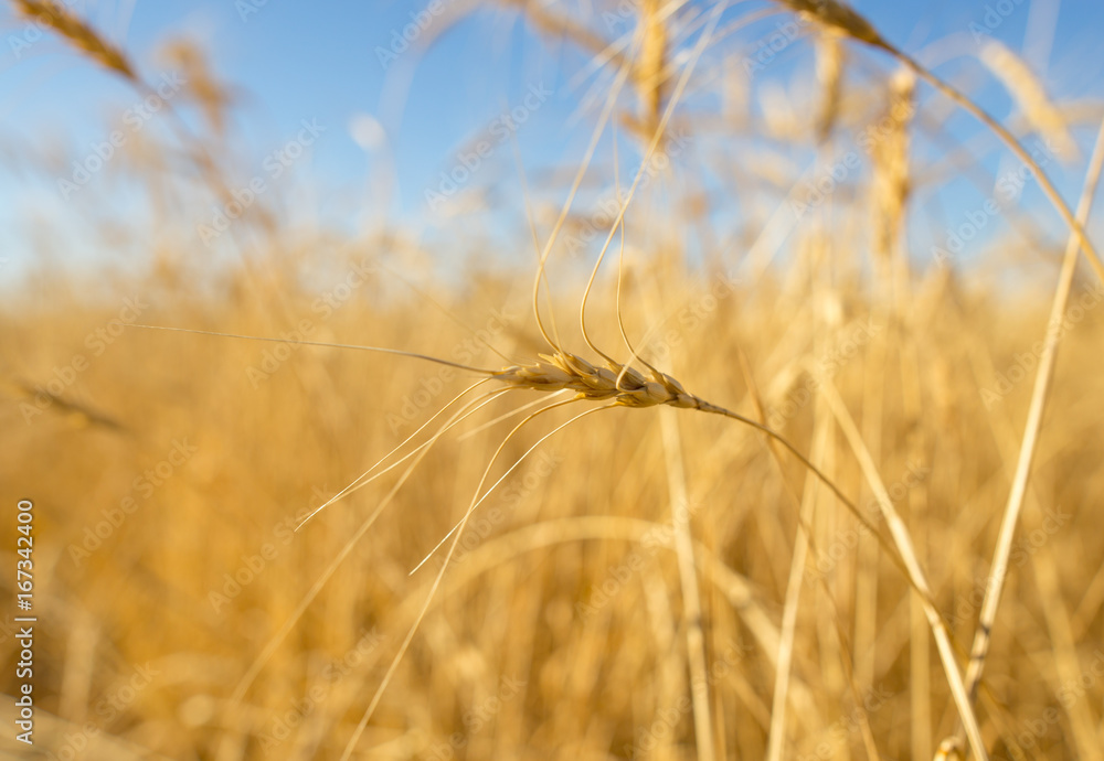 Fototapeta premium Yellow ears of wheat against the blue sky