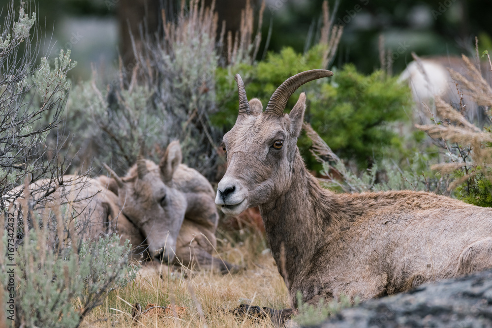 Fototapeta premium Mountain Goat Mother Two