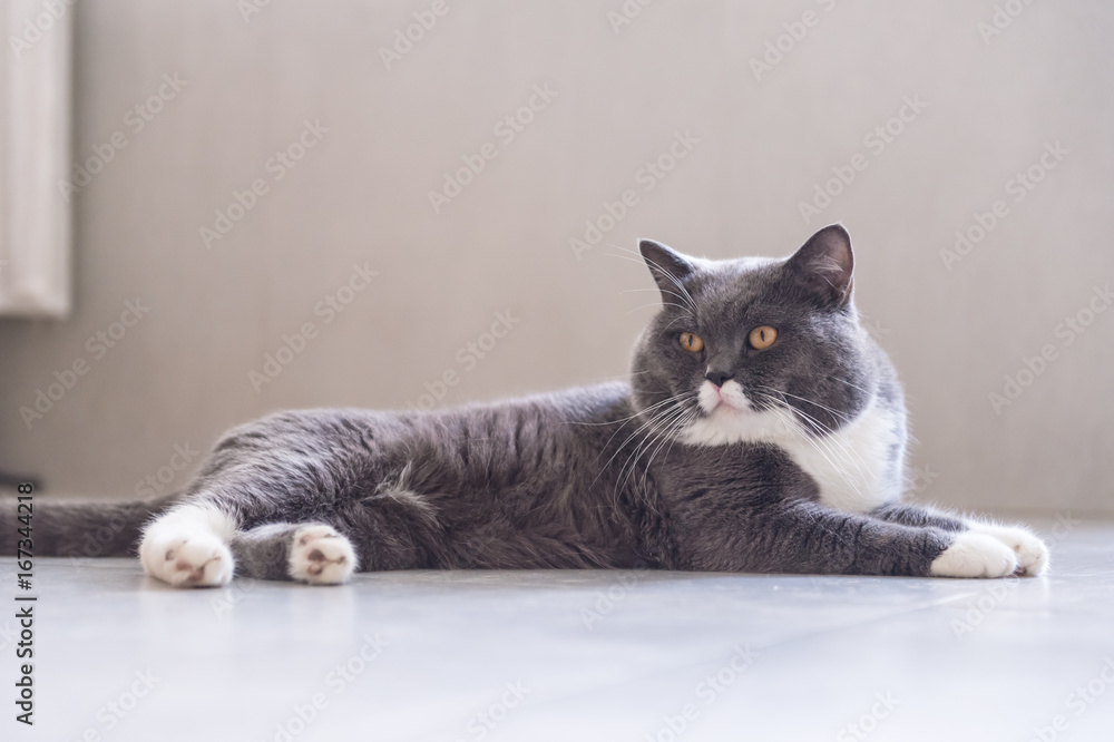 Gray British shorthair cats, indoors
