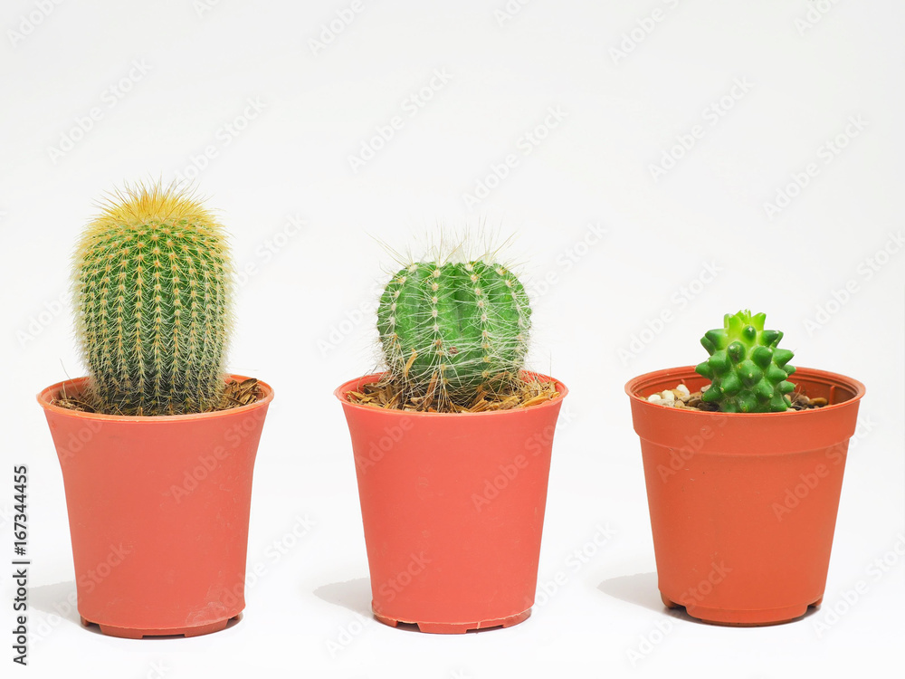 cactus on white background cactus on white background
