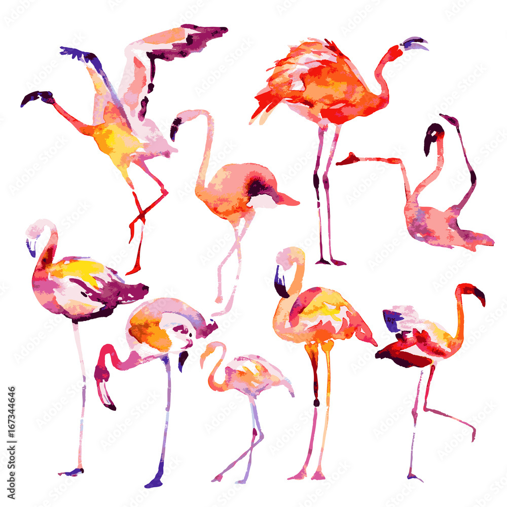 Obraz premium Beautiful watercolor flamingos, isolaned on a white. Big set.