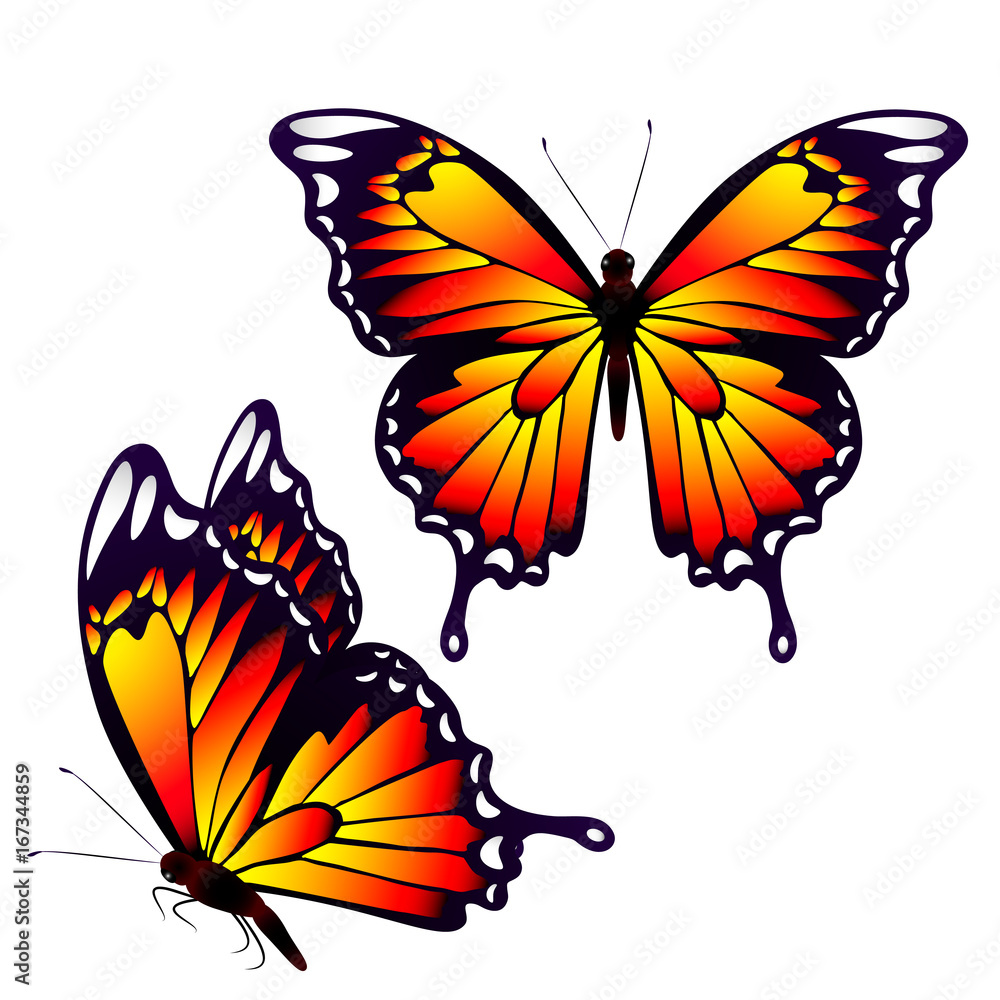 Obraz piękne pomarańczowe motyle, na białym tle