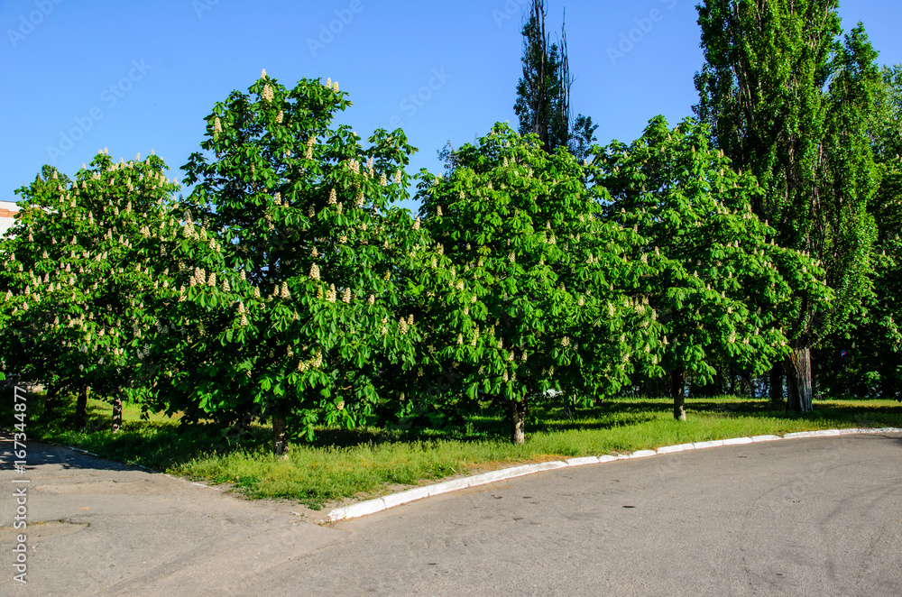 Blossoming chestnut tree