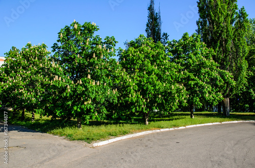 Blossoming chestnut tree © ihorbondarenko