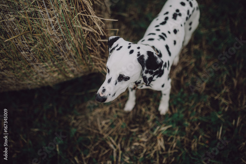 Cute Dalmatian Dog In A Cornfield / Dalmatiner auf einem Kornfeld Heuballen