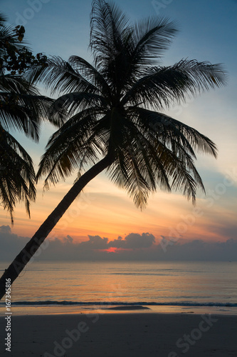 Forest of palm trees on the river