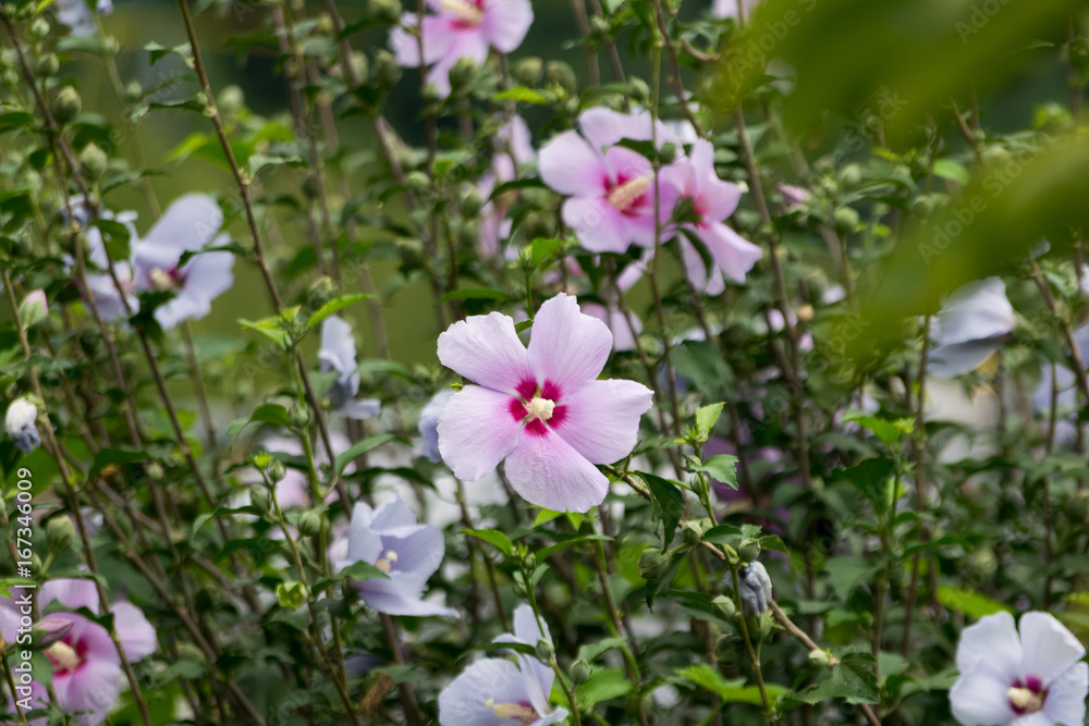 Obraz premium むくげのピンクの花