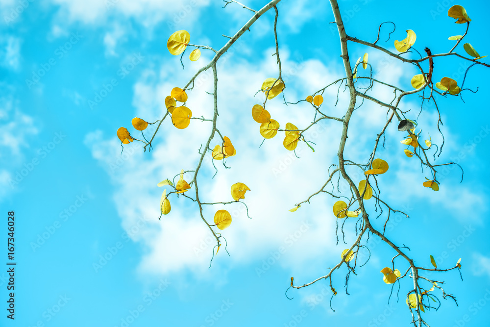A branch of a tropical tree with falling yellow leaves against a blue sky with a gentle cloud.
