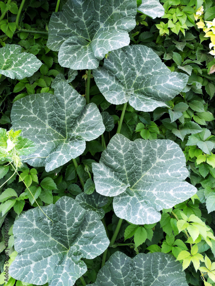 Leaves of a pumpkin bush Leaves of a pumpkin bush