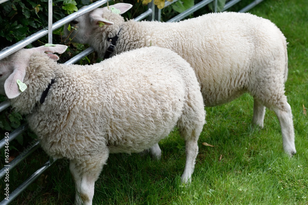 Obraz premium Lamb farm