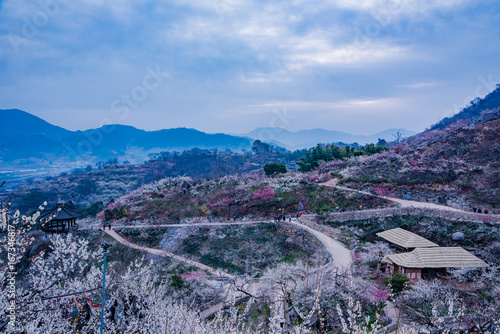 Gwangyang city, South Korea. Day before dawn Maehwa Village. photo