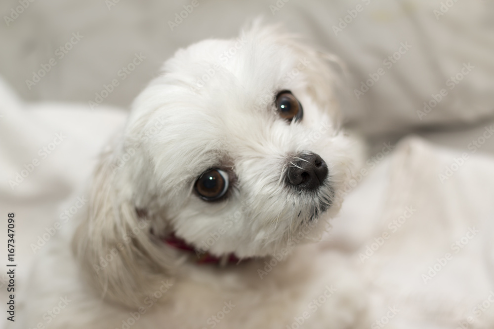 Cute brown eyed Maltese