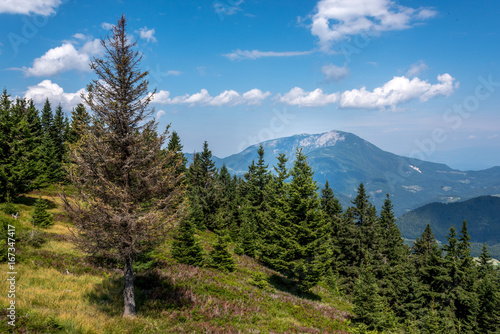Wallpaper Mural Mountain in the distance forest in the foreground Torontodigital.ca