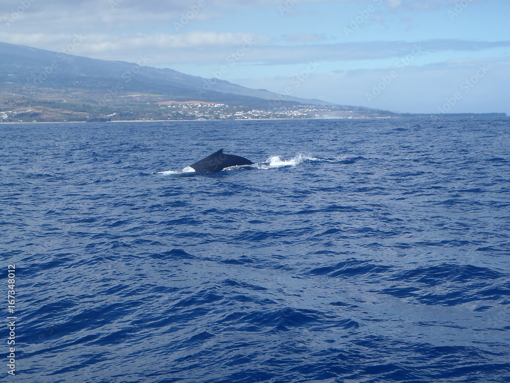Fototapeta premium Baleine plongeant au cap la houssaye