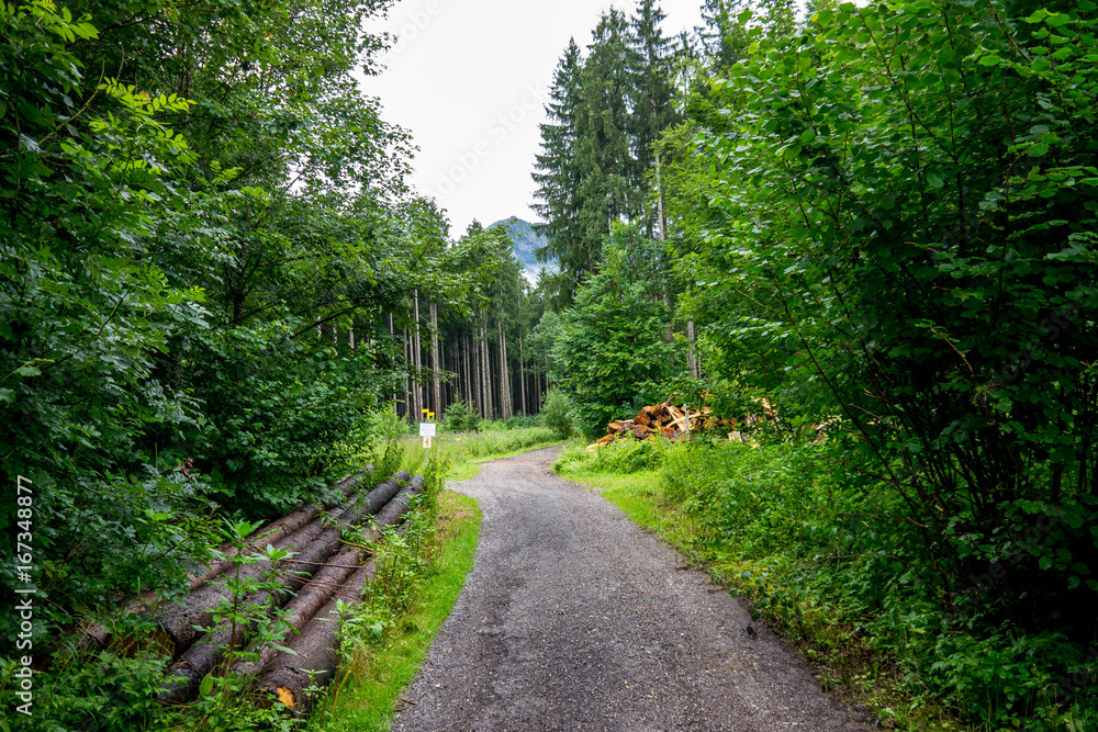 Fototapeta premium Wald_16