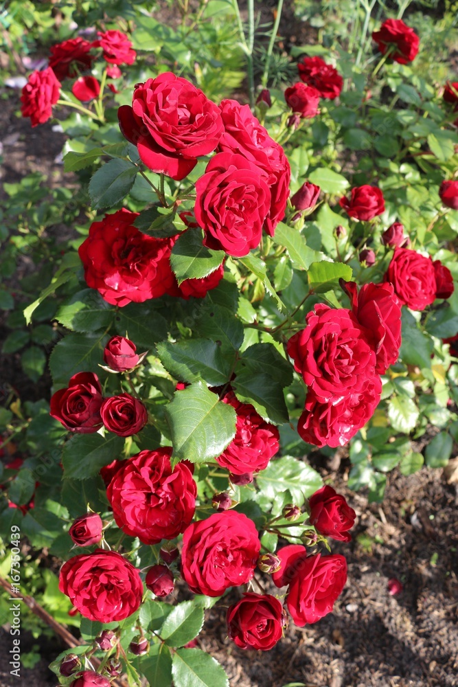 Rose red Rose red