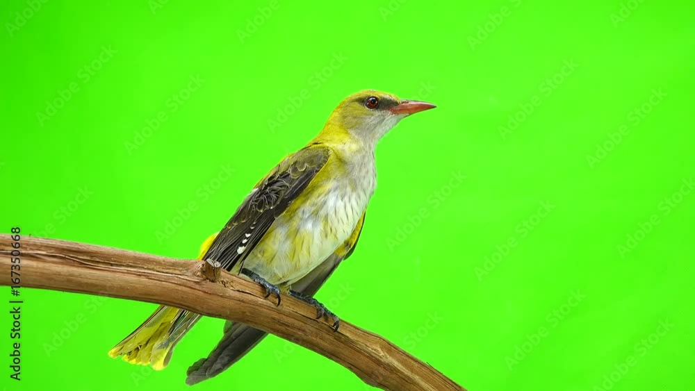 Young Eurasian Golden Oriole (Oriolus oriolus) isolated on a green background Young Eurasian Golden Oriole (Oriolus oriolus) isolated on a green background