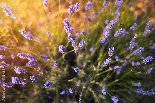 Looking from up on lavender