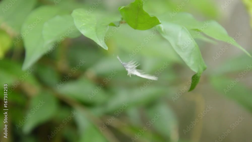 bird feather stuck on leaf and floating follow wind blow bird feather stuck on leaf and floating follow wind blow