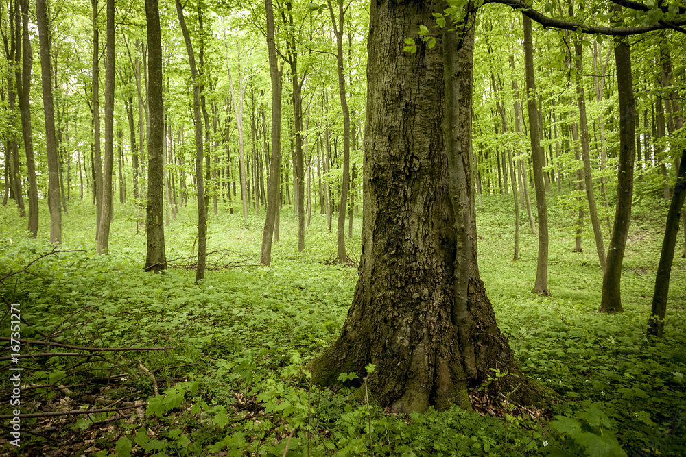 Obraz premium Woods in spring