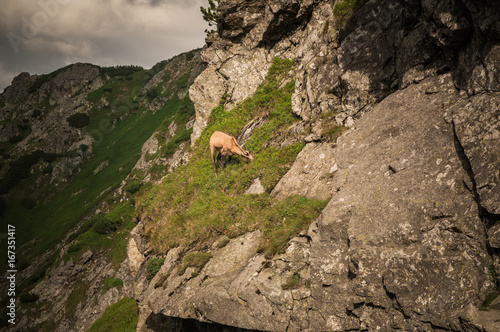 Tatry, Zakopane, Mountains, Poland