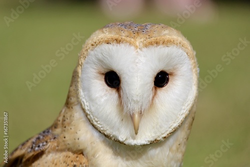 Barn Owl Face © Simon