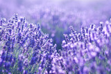 close up shot of lavender flowers