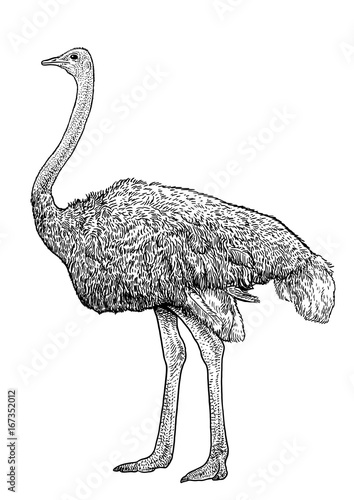 Ostrich illustration, drawing, engraving, ink, line art, vector