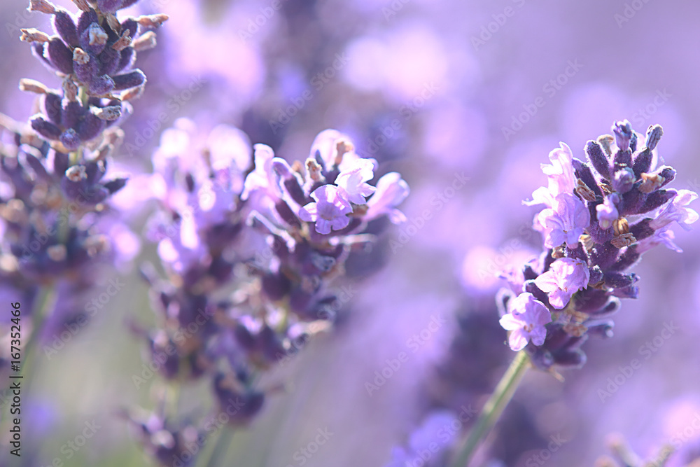Naklejka premium close up shot of lavender flowers