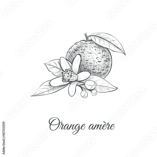 Orange amere Vector illustration. Bitter orange Hand drawing Citrus aurantium