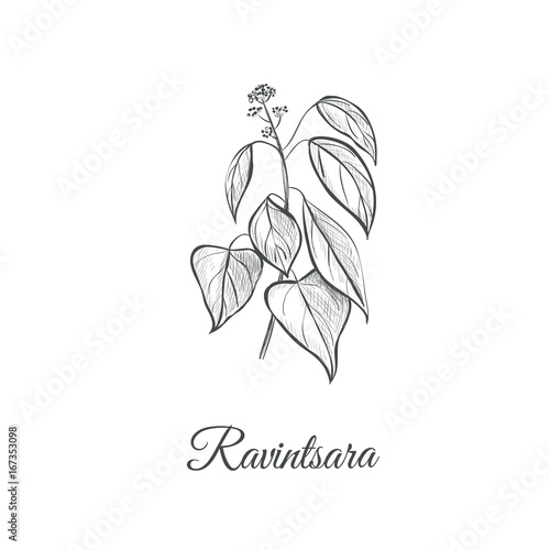 Ravintsara sketch hand drawing. Ravintsara vector illustration Ravensara aromatica