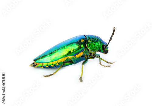 metallic wood-boring beetle isolated on white background. © sangsiripech