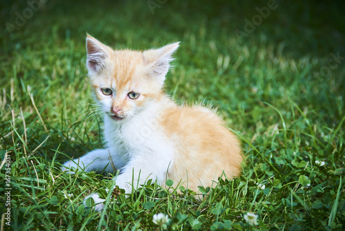 A little cute red kitten cat playing in the green grass