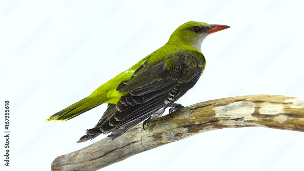 Young Eurasian Golden Oriole (Oriolus oriolus) isolated on a white background Young Eurasian Golden Oriole (Oriolus oriolus) isolated on a white background