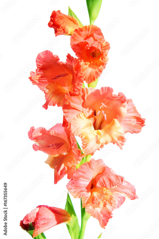 Orange gladiolus isolated on white background