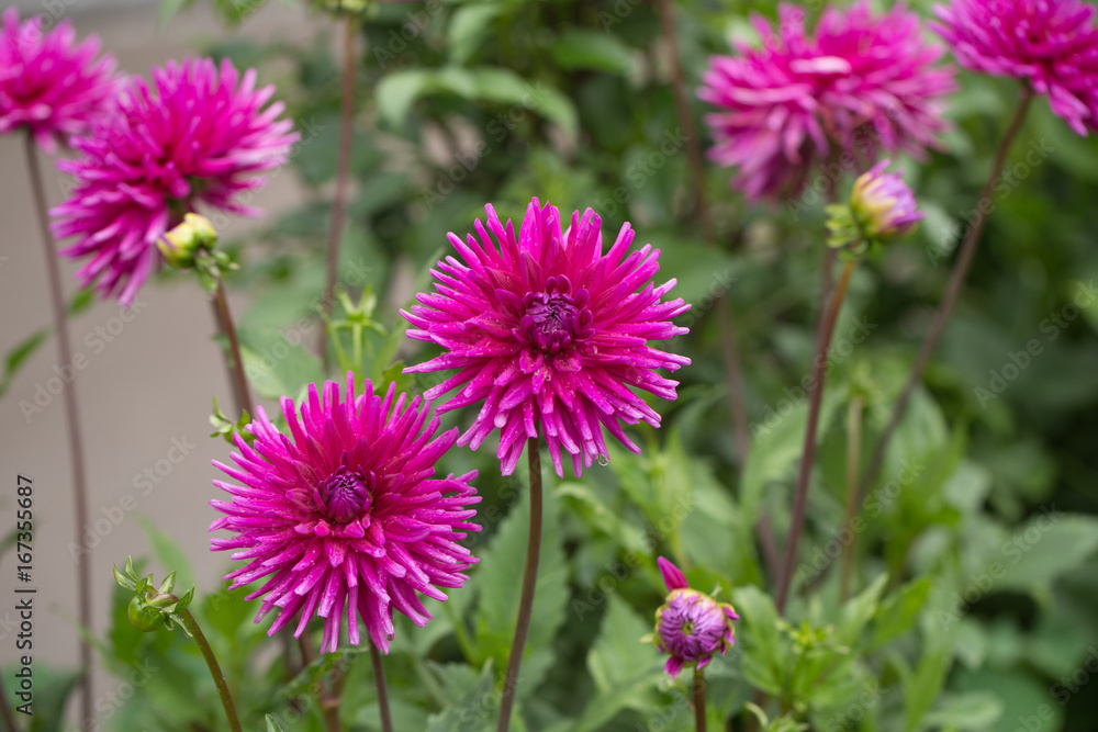 Dalias Dalias
