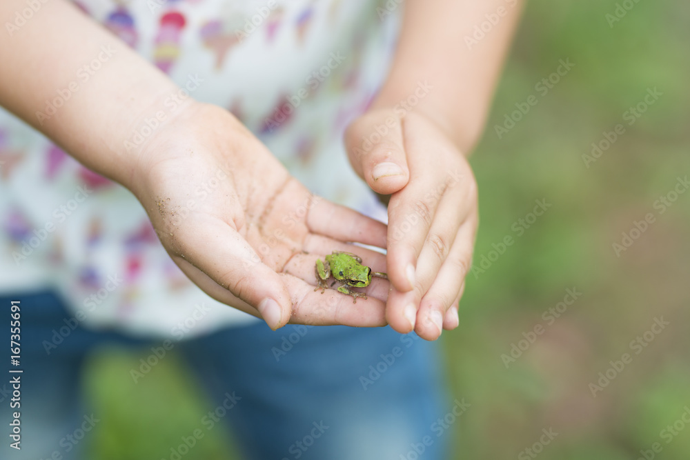 Child's hands and a small frog Child's hands and a small frog