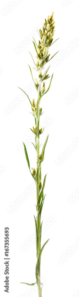 Wood cudweed (Gnaphalium sylvaticum) isolated on white background. Medicinal plant Wood cudweed (Gnaphalium sylvaticum) isolated on white background. Medicinal plant