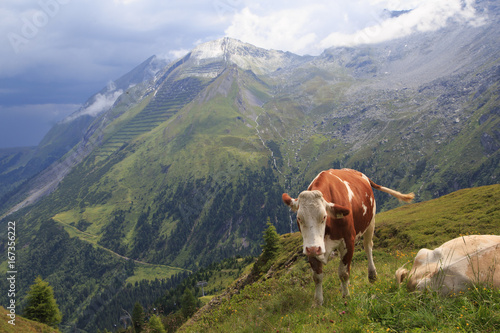 Alpine brown cow on green meadow, Austria