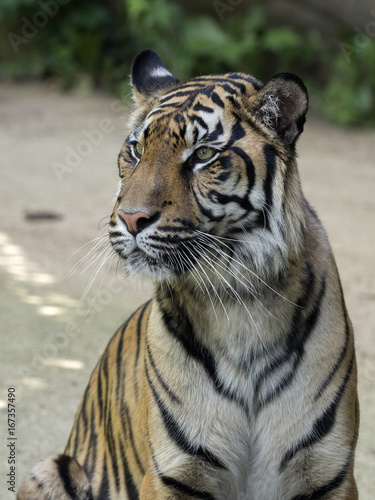 Fototapeta Naklejka Na Ścianę i Meble -  Sumatran Tiger, Panthera tigris sumatrae, is endangered in nature