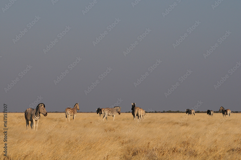 Herde Steppenzebras, Burchell's Zebras, Etosha Nationalpark, Namibia