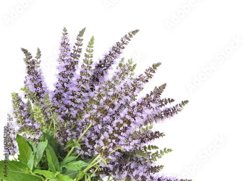 .Mentha spicata  Spearmint  Spear Mint  on an isolated white background.