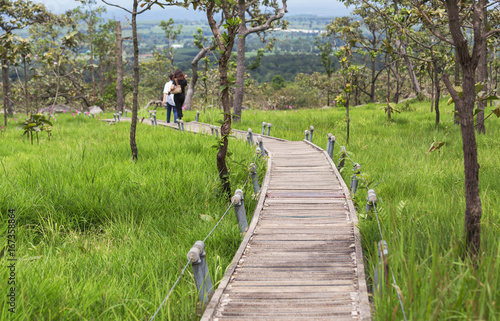 long concrete curve pathway crossing meadow with siam tulip flowers growth in topical forest at park in Thailand