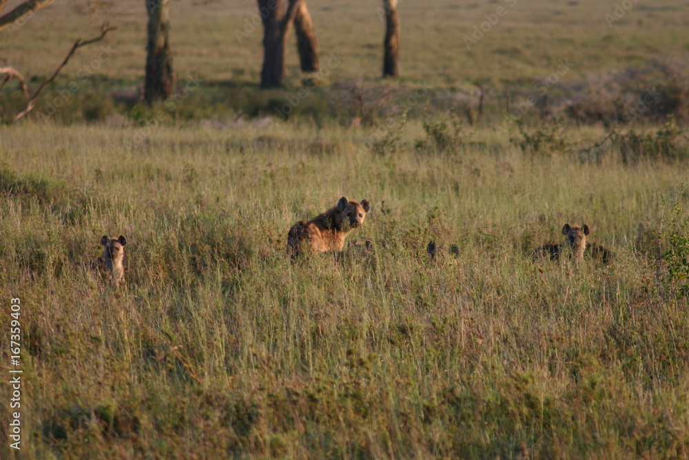 Hyena Kenya Africa savannah wild animal mammal Hyena Kenya Africa savannah wild animal mammal