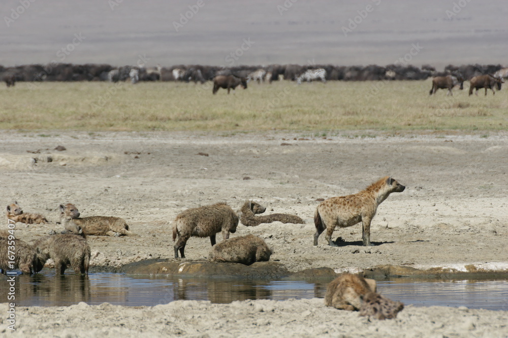 Hyena Kenya Africa savannah wild animal mammal Hyena Kenya Africa savannah wild animal mammal